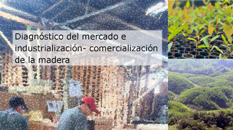 Diagnóstico del mercado e industrialización – comercialización de la madera