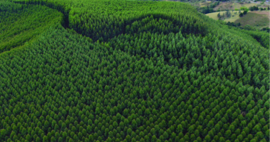 Fedemaderas demanda decreto que autoriza la venta anticipada de bienes y advierte riesgos para seguridad jurídica y la propiedad del sector forestal