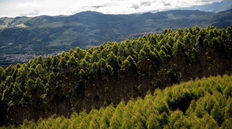 Reforestación comercial en Colombia: ¿una priorización desconectada de la realidad?